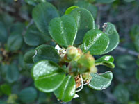 Shiny leaves