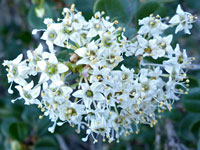 Wart-Stemmed Ceanothus