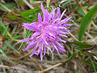 Leaves and flowerhead