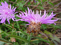 Brown-Ray Knapweed