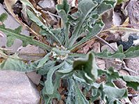 Maltese Star-Thistle