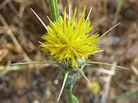 Centaurea solstitialis