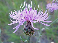 Centaurea stoebe