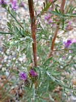 Stems and leaves