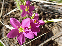 Centaurium calycosum