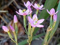 Centaurium erythraea