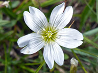 Cerastium arvense