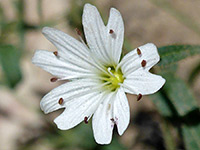 Cerastium beeringianum