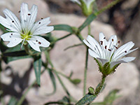 Alpine Chickweed