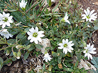 Flowers and leaves