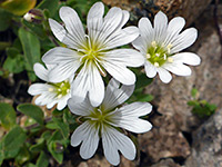 Flour flowers