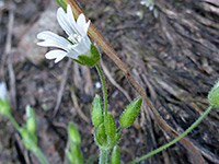 Chiricahua wildflowers