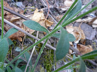 Texas Chickweed