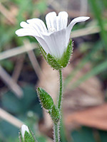 Flower and bud