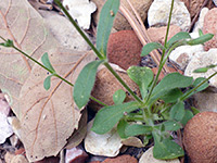 Basal leaves