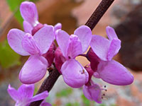 Cercis occidentalis