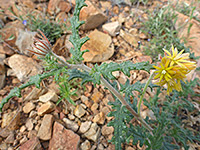 Stems and leaves