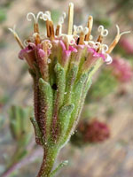 Hairy, light green phylaries