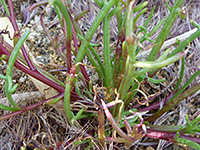 Purple stems, Purple stems and green leaves - chaenactis fremontii, in Tubb Canyon, Anza Borrego Desert State Park, California