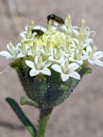 Compact flowerhead cluster