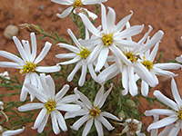 Flowers and buds