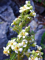 Chamaebatiaria millefolium