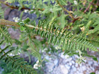 Pinnate, fern-like leaf