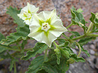 Greenish-white corolla