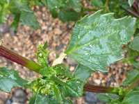 Nettle-Leaved Goosefoot