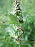 Chenopodium atrovirens