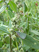 Pinyon Goosefoot