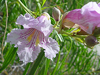 Desert willow