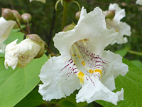 Desert willow