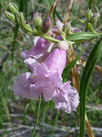 Flowers and buds, Flowers and buds - chilopsis linearis in Hellhole Canyon, Anza Borrego Desert State Park, California