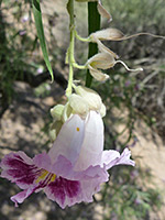 Desert Willow