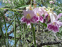 Flowers and leaves