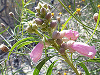 Buds and flowers