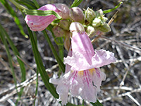 Pale pink flower