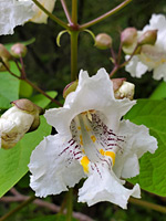 Fringed petals