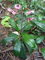 Green leaves