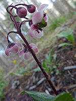 Purple stem