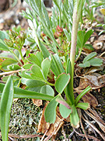 Basal leaves