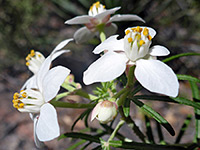 Choisya dumosa