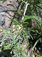 Stem and leaves