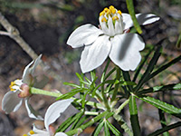 Mexican orange