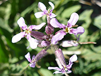 Buds and flowers