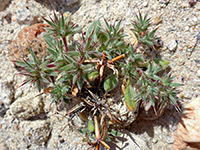 Mojave Spineflower 