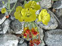 Cluster, Cluster of yellow flowers of eulobus cardiophylla, in Hellhole Canyon, Anza Borrego Desert State Park, California