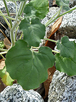 Heart-shaped leaves, Large, heart-shaped leaves of chylismia cardiophylla, in Hellhole Canyon, Anza Borrego Desert State Park, California