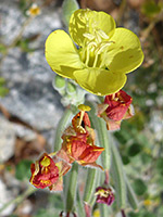 Red withered flowers, Red withered flowers of chylismia cardiophylla, in Hellhole Canyon, Anza Borrego Desert State Park, California